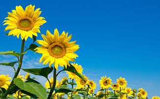 sunflowers