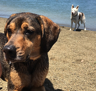 2 dogs on a sandy beach: hound mix in foreground staring soulfully and cattle dog mix at water's edge waiting hopefully for fetches