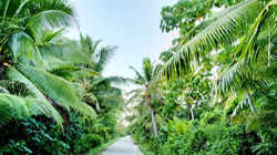 Niue presley t viliamu