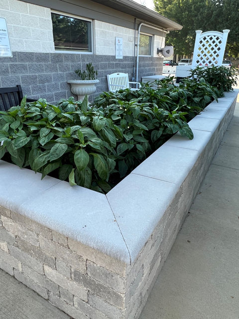 8.3.2023 Garden Pic 2.jpg