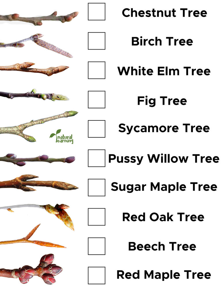 Tree Bud Identification for Young Children