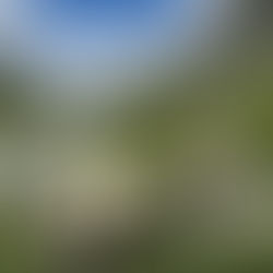 Sheep in a mountain setting