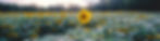 Your%2520voice%2520sunflower%2520field_e