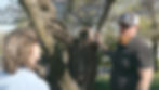 Professional arborist pruning a tree branch with proper equipment