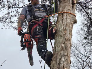 An arborist in Harrisonburg preparing a report for a tree removal permit, illustrating when an official evaluation is required.