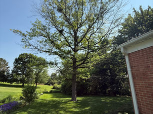 How Tree Trimming Keeps Harrisonburg Trees Healthy and Beautiful - The Tree Service Near Me
