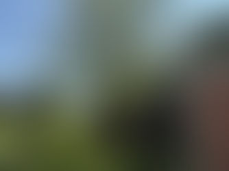 How Tree Trimming Keeps Harrisonburg Trees Healthy and Beautiful - The Tree Service Near Me