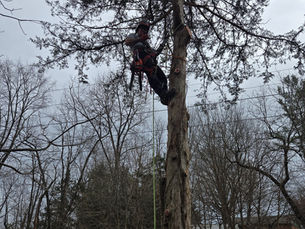 An arborist in Harrisonburg examining a tree with dead branches, determining if it needs urgent pruning or removal.