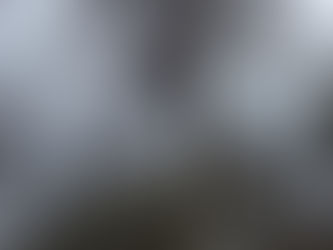 An arborist in Harrisonburg examining a tree with dead branches, determining if it needs urgent pruning or removal.