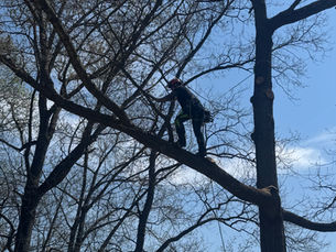 An arborist in Staunton inspecting new shoots sprouting near a pruned branch area on a maple tree.