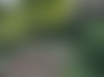 An arborist in Harrisonburg, VA using specialized equipment and safety gear to prune a tree safely and efficiently.