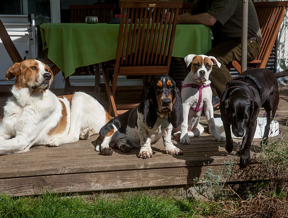 Deine Hundebetreuung in Kärnten