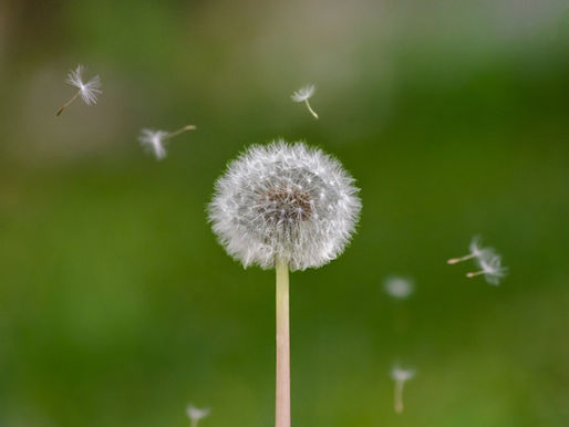A Journaling Guide For Mindfulness and Presence: Journal Prompts for June