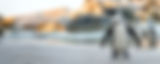 Penguin-Img_Optimised-(mobile).jpg