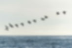 Flying-birds_Optimised.jpg