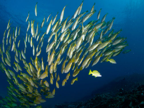 Assessing the impact of seismic surveys on South African Fisheries