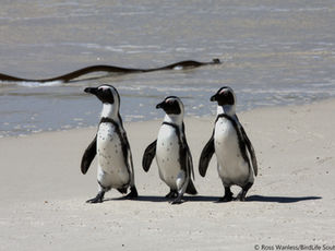 Cost-Effective Fish Survey Tool Detect African Penguin Prey