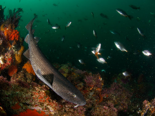 Monitoring of Endangered, Threatened and Protected (ETP) species landed in five major South African fisheries