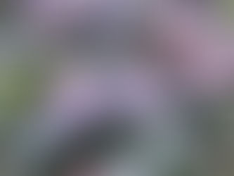 （追加決定）高島トレイル・花の大御影山　催行決定　あと２名様可