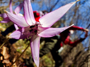 金剛ミステリー文殊東尾根&カタクリ🌸