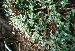 5/26 金剛ミステリー「郵便道」タニギキョウの群落が輝いていました🎵