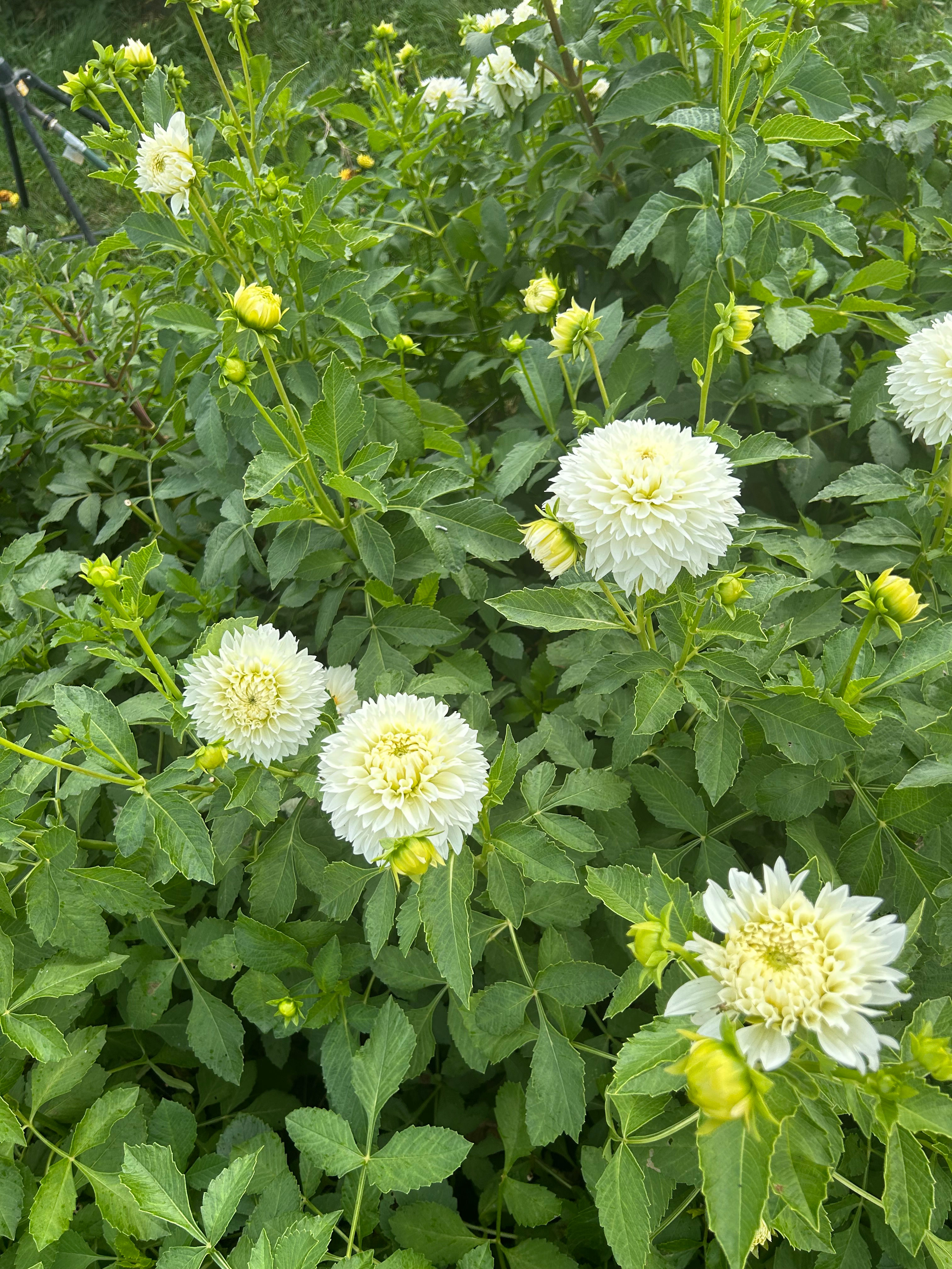 Gitts Attention Dahlia Tuber