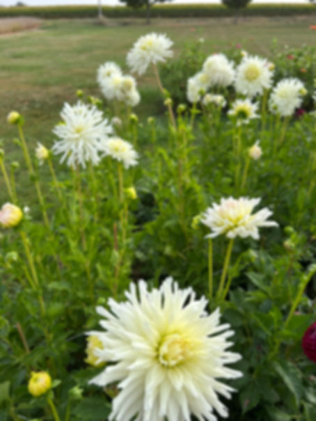 Magic Moment Dahlia Tuber