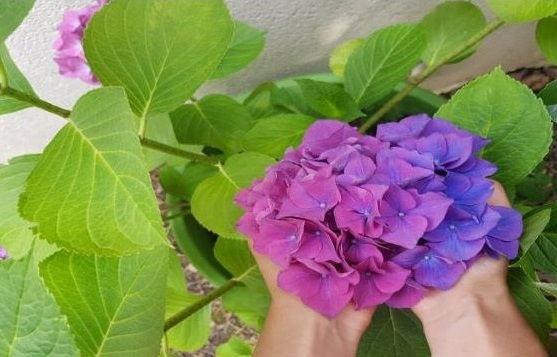 Une fleur d'hortensia se trouve dans les paumes des mains d'une femme. Ceci représente la protection et préservation de l'environnement