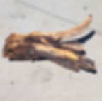 weathered manzanita for fish tank