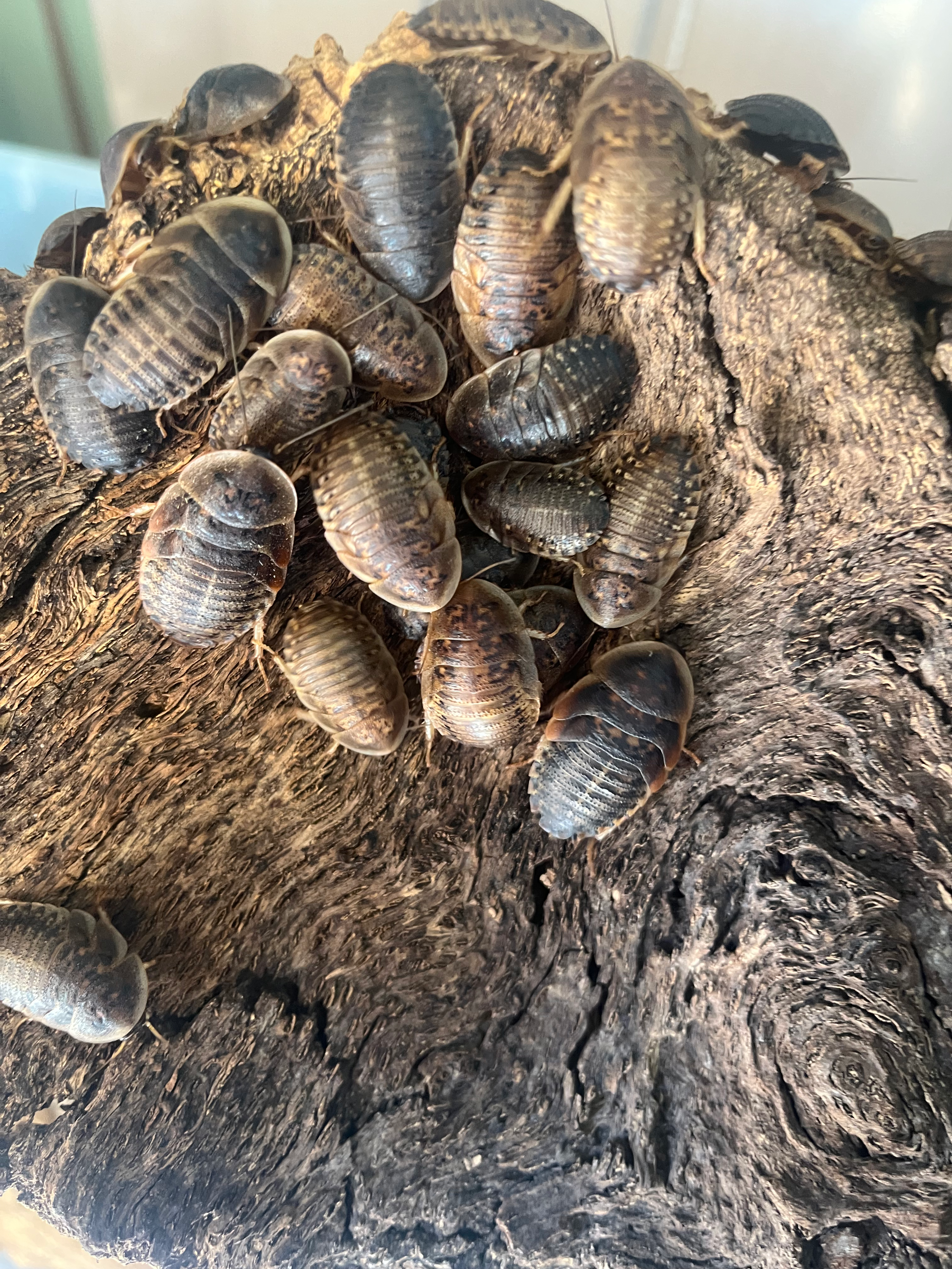 Picture of the roaches