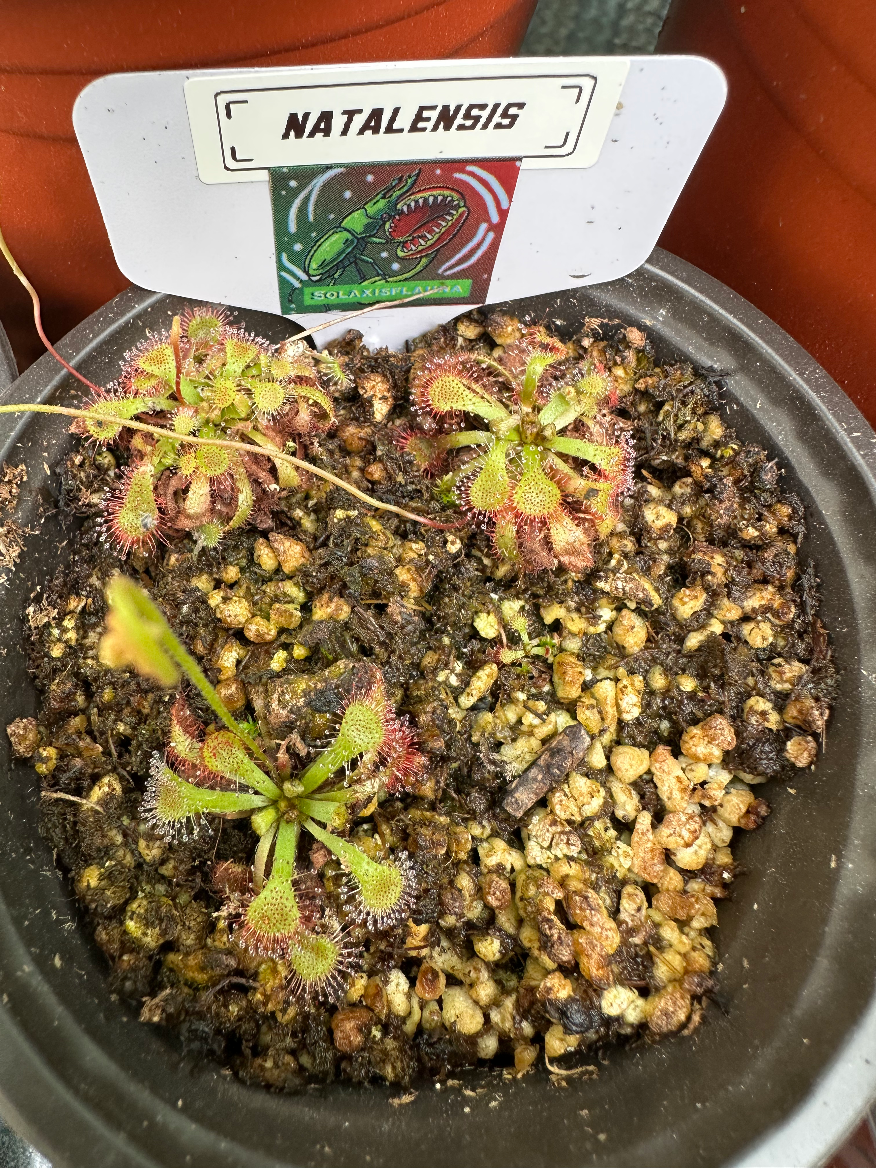 Drosera natalensis