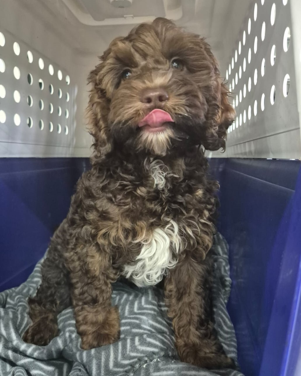 Puppy prepared for travel