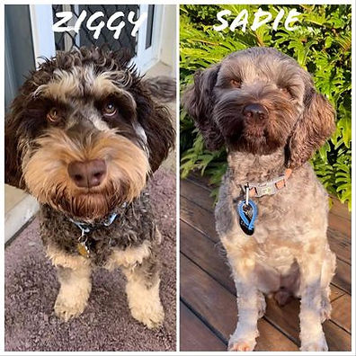 028 Sadie and Ziggy.jpg