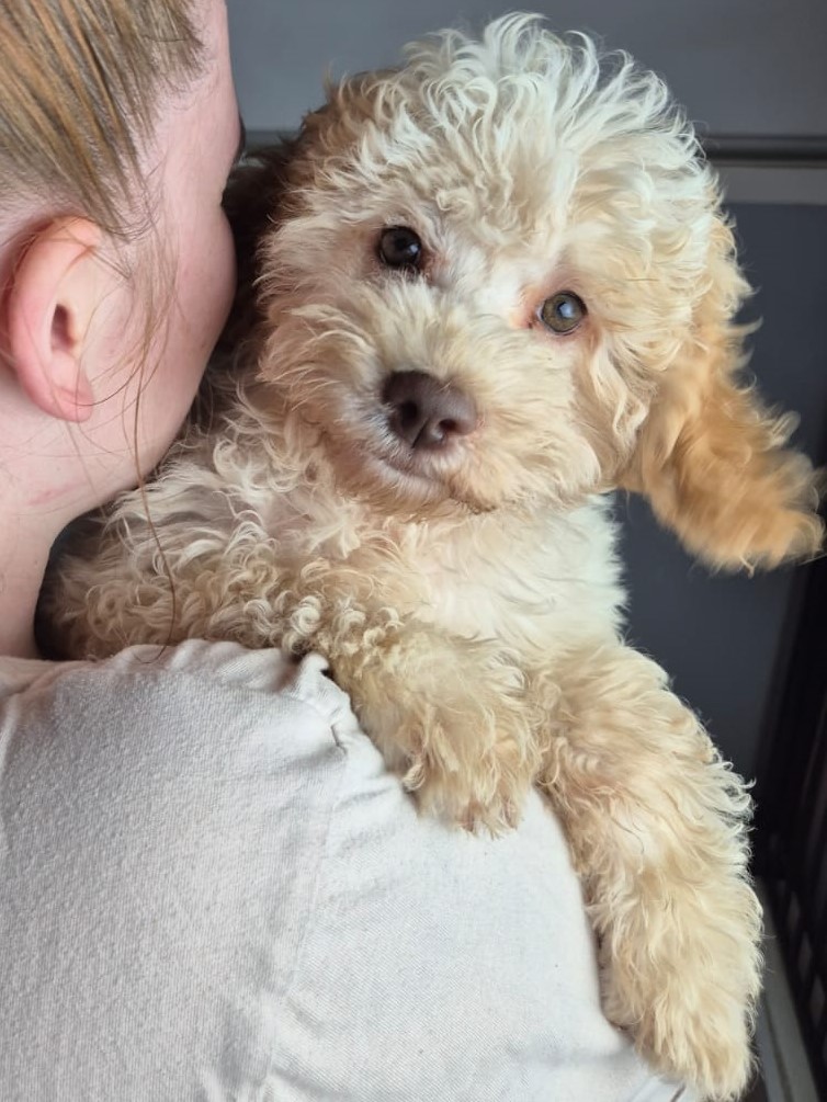 Journey Cassandra (Frankie)