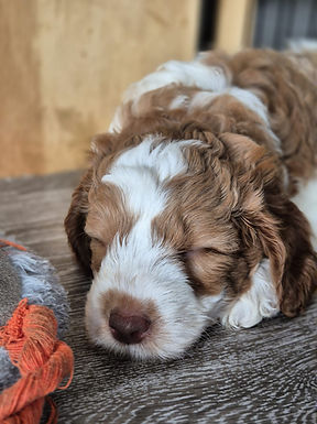 WhatsApp Image 2026-03-01 at 10.29.57 AM.jpeg