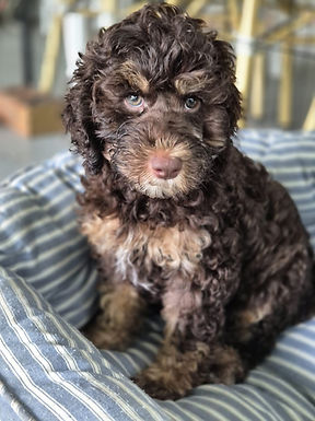 WhatsApp Image 2026-03-08 at 2.22.43 PM.jpeg