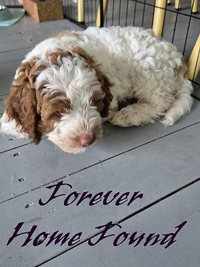 WhatsApp Image 2026-03-09 at 8.41.52 PM.jpeg