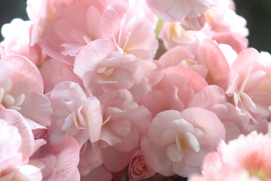 Close up of pale pink flowers, soft petals, delicate floral arrangement; Floral Haven YYC.