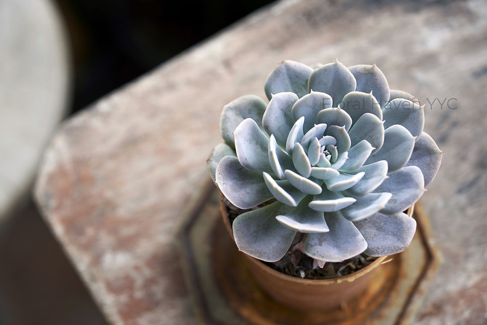 Thumbnail: Close-up of succulent in a small pot, on a wooden surface, Succulent in a Pot. Calgary Florist.