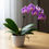 Thumbnail: Purple orchid plant in white pot, Timeless Orchid, Floral Haven YYC, on a table.