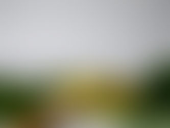 Triphala: The Ultimate Detox Herb