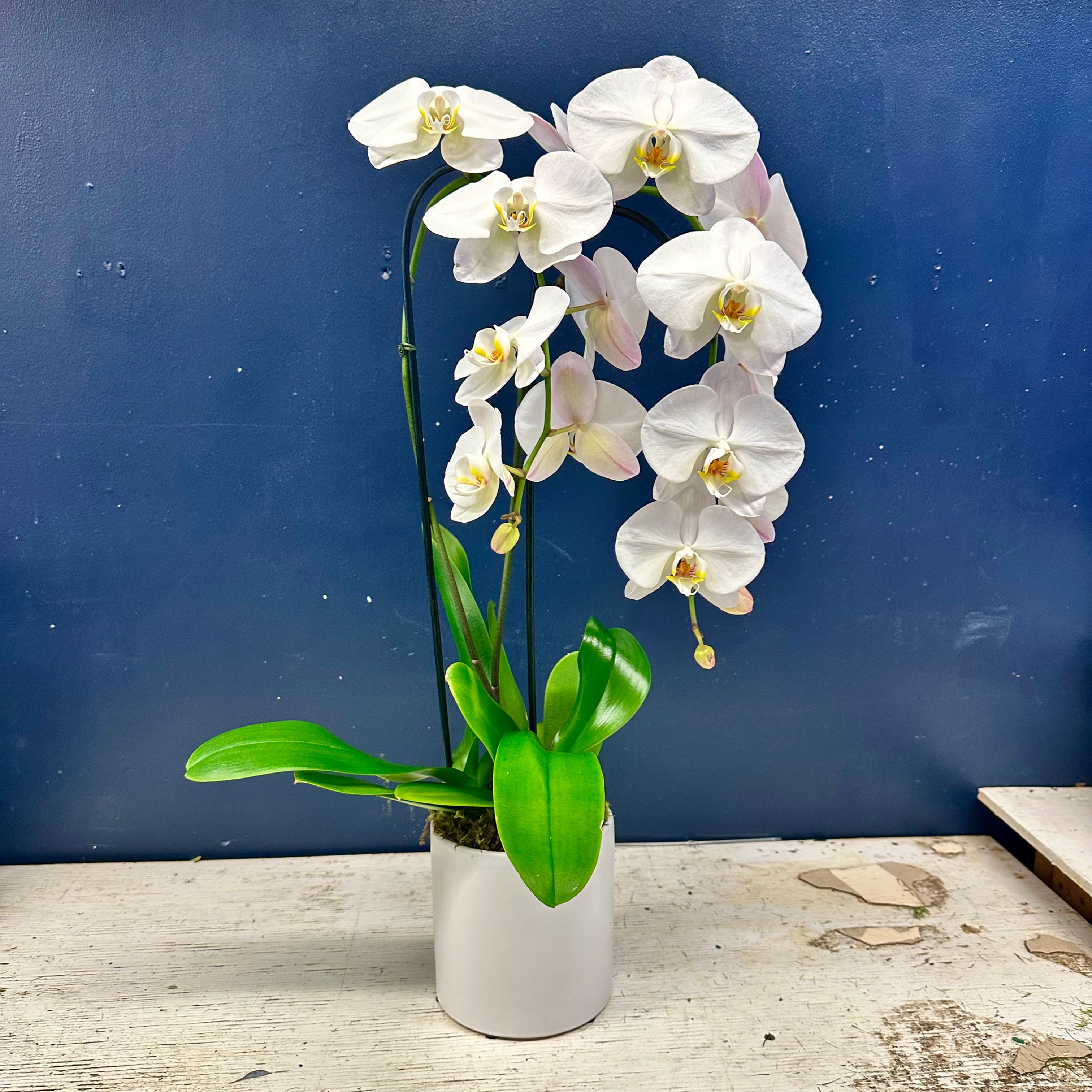 Waterfall Phalaenopsis Orchid