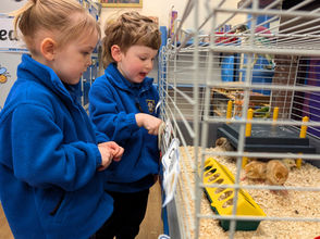 Nursery Brings Learning to Life with Spring Duckling and Chick Hatching Project