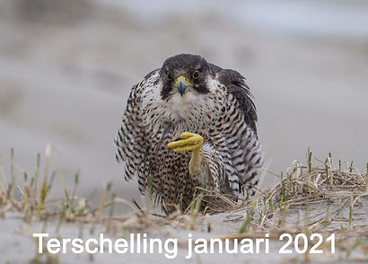 2021-01 Terschelling).jpg