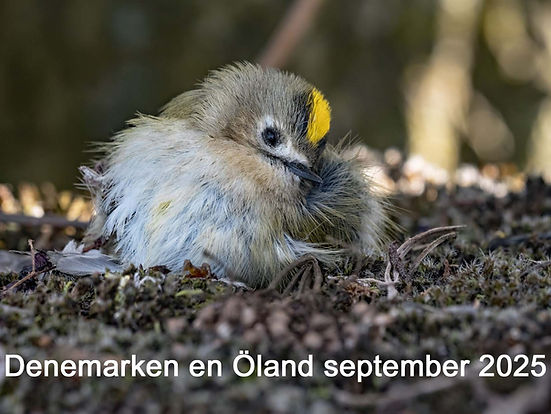 2025-09 Denemarken en Öland.jpg