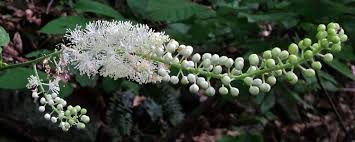Black Cohosh as a woman's herb