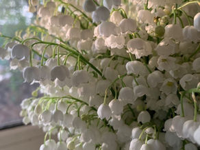 Le muguet, fleur muette et symbole du 1er mai