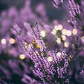 Purple flowers