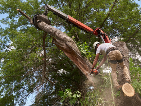 A Comprehensive Guide to Tree Removal in Martinsburg, WV