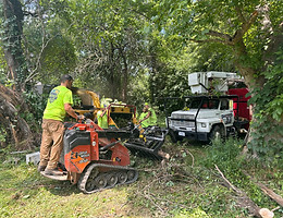 Tree Removal Winchester VA